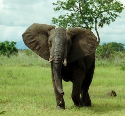 Африкански Степен слон, Национален парк, Танзания