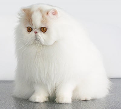Анатомични особености на Персийска котка