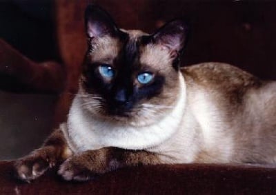 Анатомични особености на Тайска котка