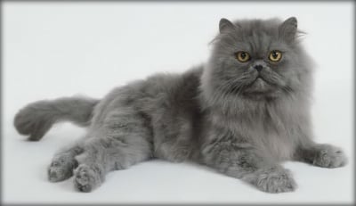 Анатомия на Персийска котка