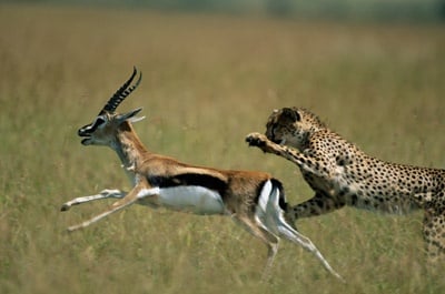 Бързина на гепарда