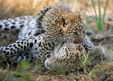 Бебета леопарди