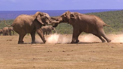 Бой на слонове