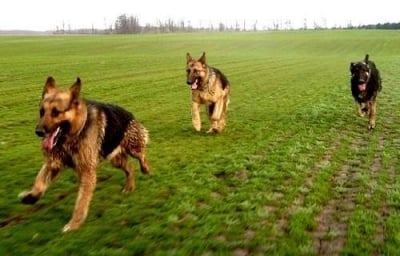 Бягащи кучета