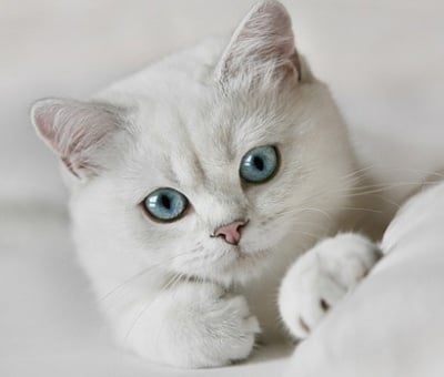 Синеока бяла котка