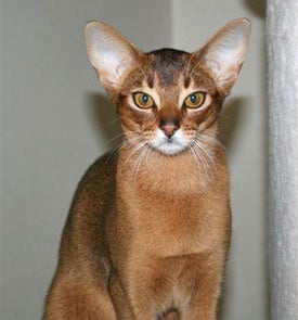 Глава на Абисинска котка