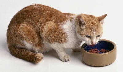 Храната на котката