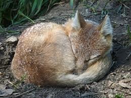 Интересни факти за лисицата