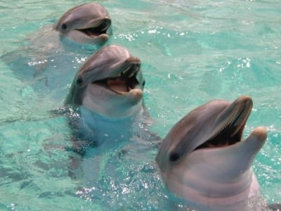 Исторически данни за делфина
