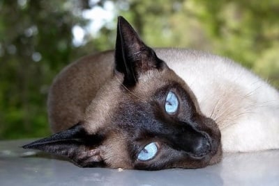 Какви се очите на Сиамската котка