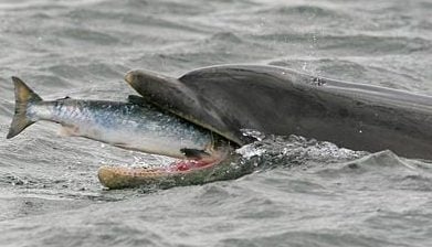 Какво яде делфина