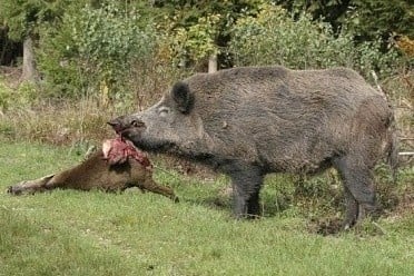Какво яде дивата свиня