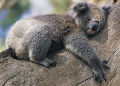 Колко часа спи коалата