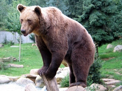 Колко тежи мечката