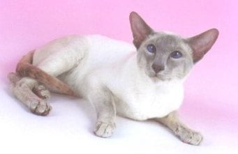 Лилава сиамска котка