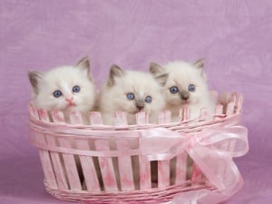 Малки котенца в кошница