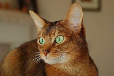 Очи на Абисинска котка