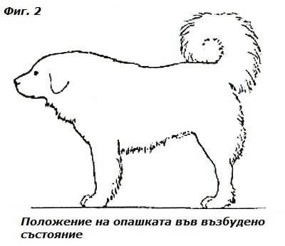 Опашка на Каракачанско куче