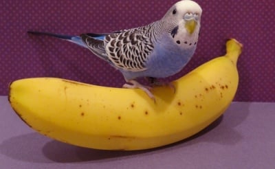Папагал яде банан