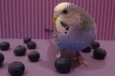 Папагал яде боровинка