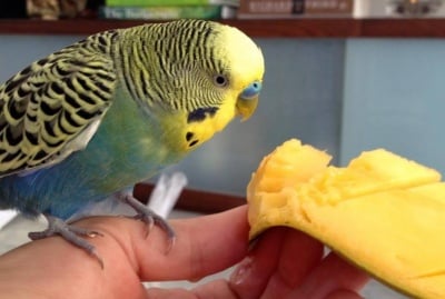 Папагал яде манго