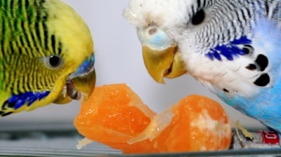 Папагал яде портокал
