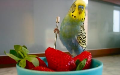 Папагал яде ягода