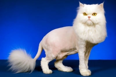 Прическа на Персийска котка