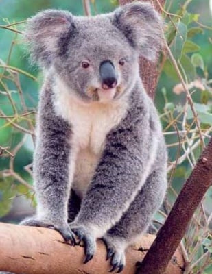 Произход на коалата