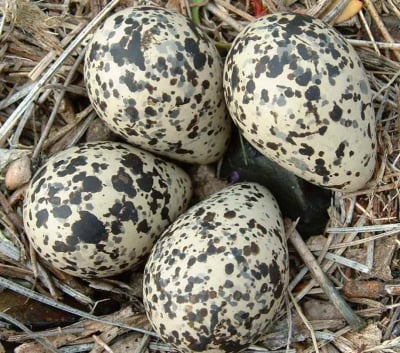 Яйца на птица