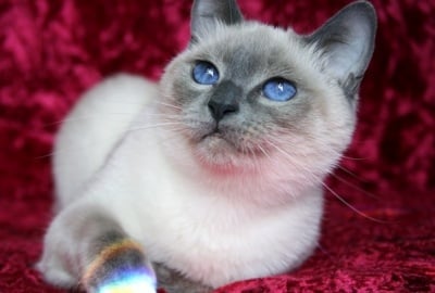 Синя Тайска котка