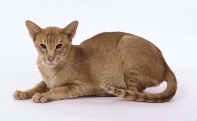 Тяло на Ориенталска котка