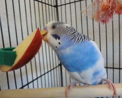 Вълнист папагал яде ябълка